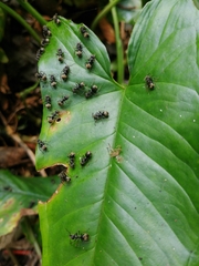 Dolichoderus bispinosus