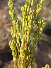 Leucadendron teretifolium