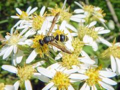 Ancistrocerus adiabatus