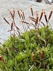 Tortula mucronifolia