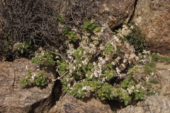 Berkheya spinosissima namaensis