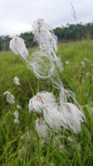 Eriophorum