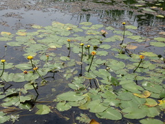 Nuphar × rubrodisca