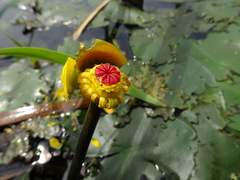 Nuphar × rubrodisca