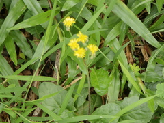 Youngia japonica