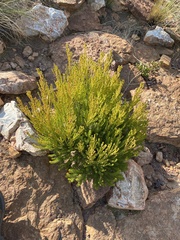 Leucadendron teretifolium