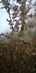 Ceanothus perplexans