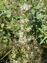 Symphyotrichum urophyllum
