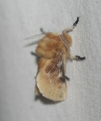 Megalopyge opercularis