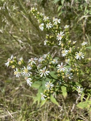 Symphyotrichum urophyllum