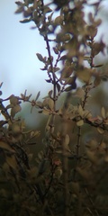 Ceanothus perplexans