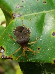 Anasa
