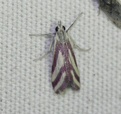 Microtheoris vibicalis