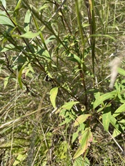 Symphyotrichum urophyllum