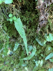 Asplenium rhizophyllum