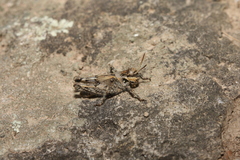 Acrotylus insubricus