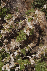 Berkheya spinosissima namaensis