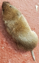 Microtus