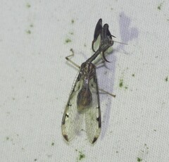 Dicromantispa interrupta