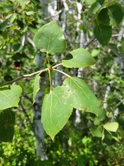 Populus tremuloides