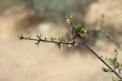 Ceanothus pauciflorus