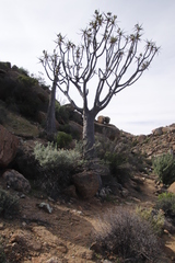 Aloidendron dichotomum
