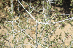 Ceanothus pauciflorus