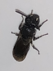 Hylaeus communis