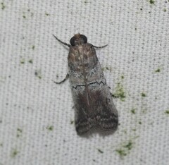 Chararica hystriculella