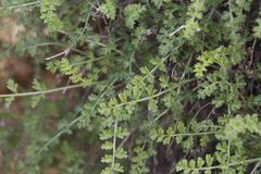 Pelargonium dasyphyllum
