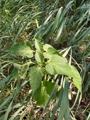 Mirabilis jalapa