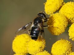 Eristalis rupium