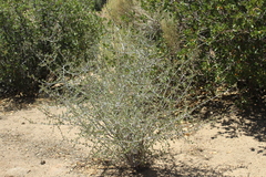 Ceanothus pauciflorus
