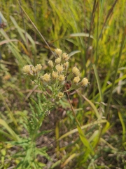 Brickellia eupatorioides