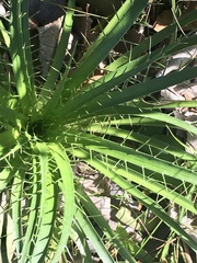 Eryngium horridum