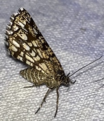 Chiasmia clathrata