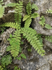 Polystichum craspedosorum