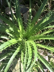 Eryngium horridum