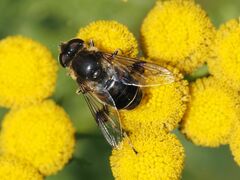 Eristalis rupium