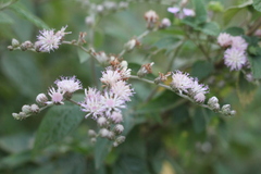 Cyrtocymura scorpioides