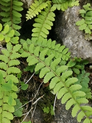 Polystichum craspedosorum