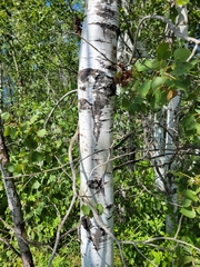 Populus tremuloides
