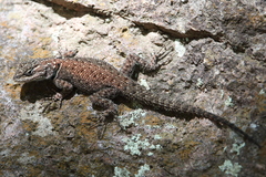 Sceloporus jarrovii