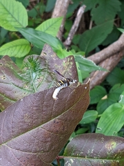 Euodynerus foraminatus