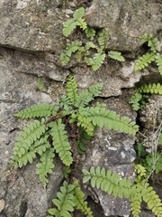 Polystichum craspedosorum