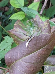 Euodynerus foraminatus