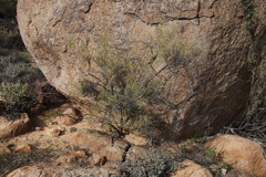 Lacomucinaea lineata