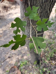 Morus rubra
