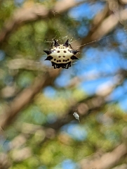 Gasteracantha cancriformis