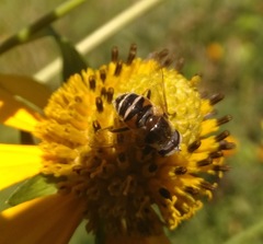 Eristalis stipator